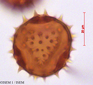 Dombeya ficulnea - lame n° 29262